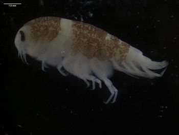 Media type: image; Invertebrate Zoology 145917